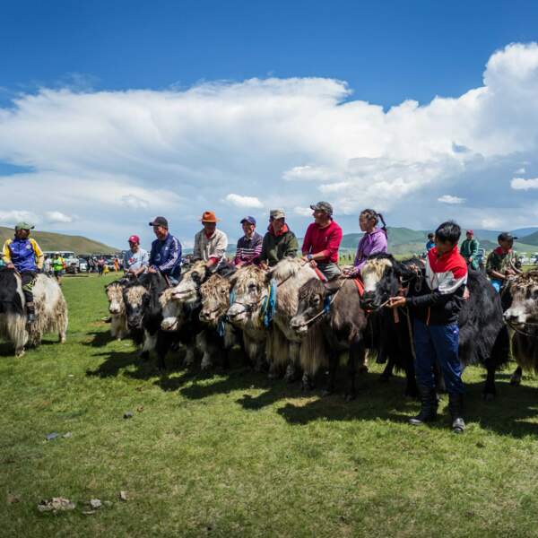 Le festival du yak dans la vallée de l’Orkhon 