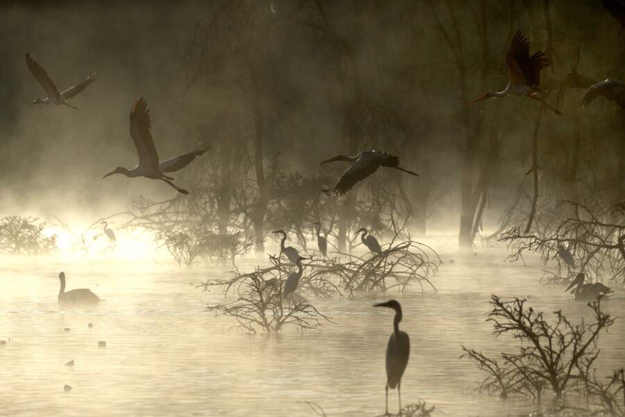 Le lac Naivasha est le paradis des ornithologues