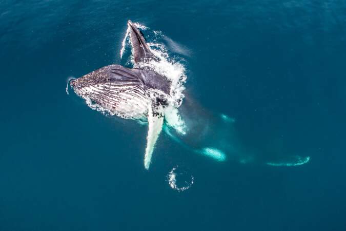 Baleine à bosse se nourrissant de krill