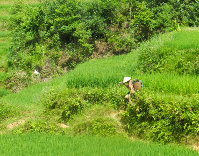 A travers les rizières, par Sarah Galtier / Communauté GEO