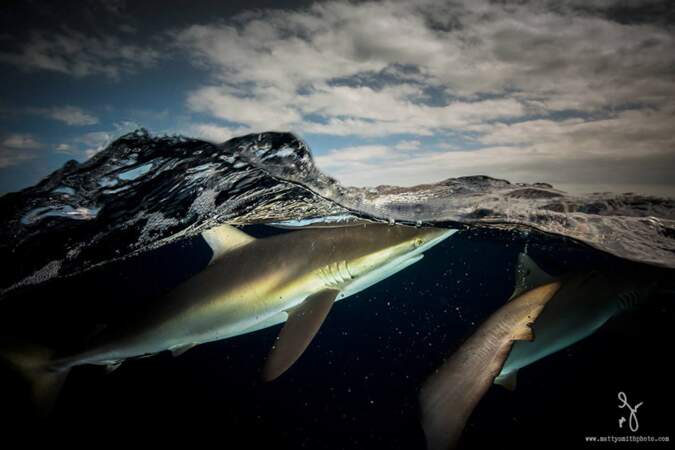 Requins soyeux dans l'archipel cubain des Jardines de la Reina