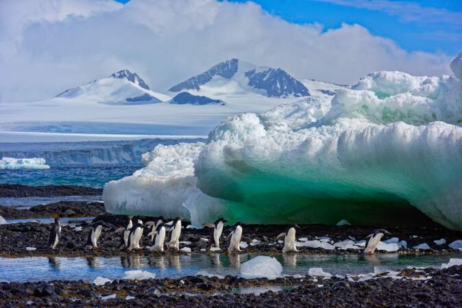 Manchots en Antarctique par Philippe Bolle