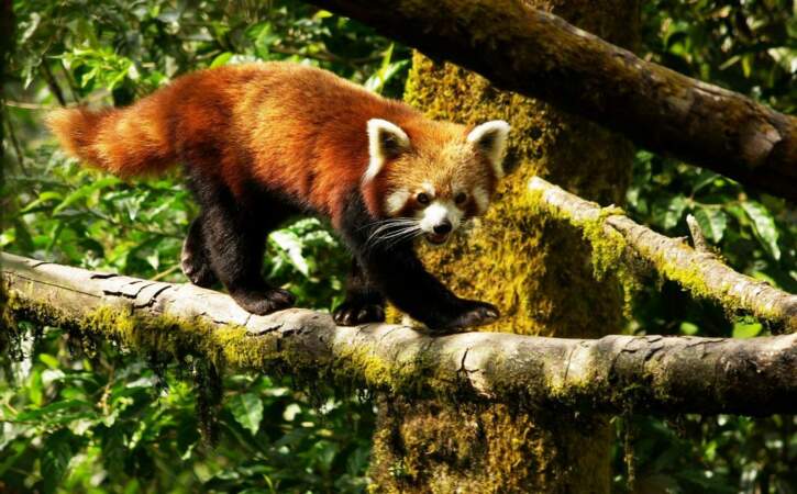 Panda roux à Darjeeling, en Inde