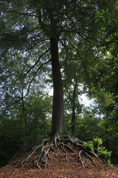 Belgique : l'arbre de la vierge de Lummen