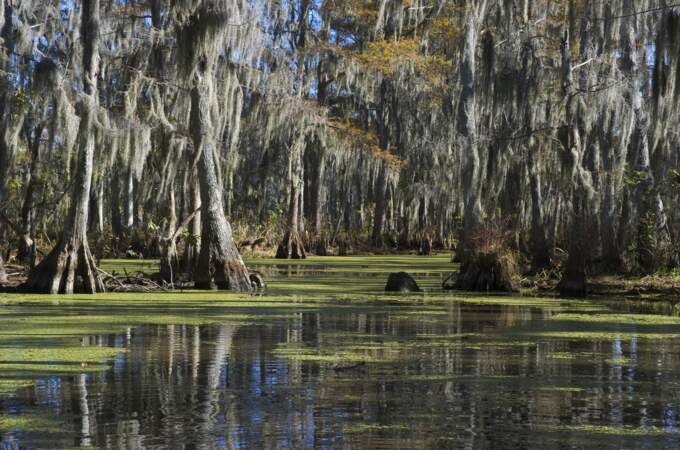 La Louisiane et ses bayous, États-Unis 