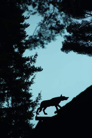 Les Loups du Gevaudan, parc animalier