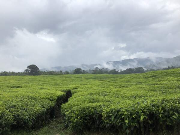Les champs de thé à l'ouest du Rwanda