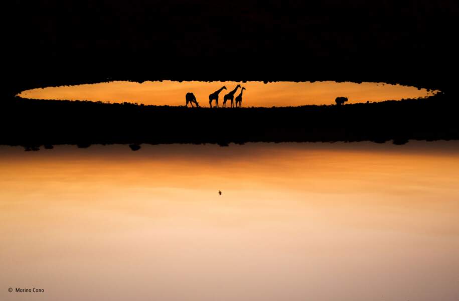Finaliste : Girafes et rhinocéros / Parc national d'Etosha, Namibie