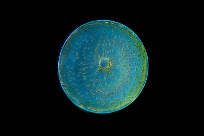 Microscopique algue