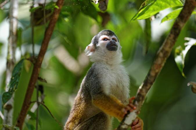 Singe dans le parc de Cubayeno, en Amazonie, Equateur, par Philippe Cleon