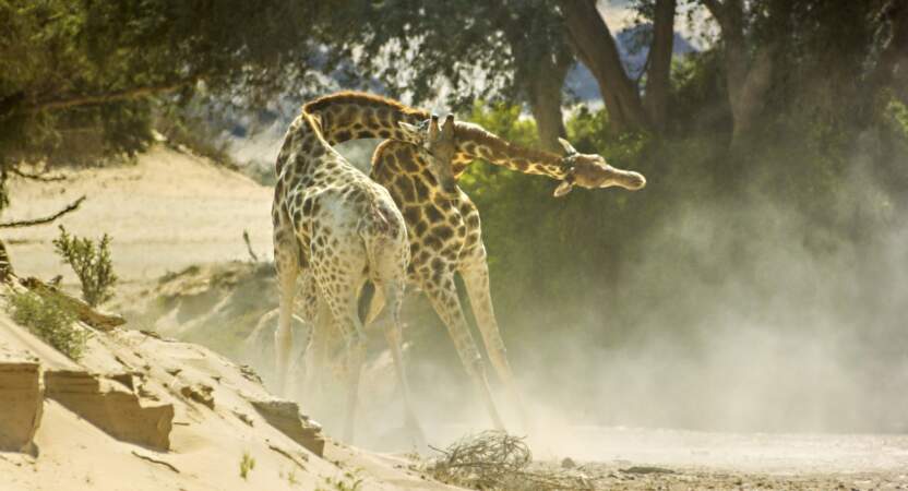 Combat de girafes dans le désert du Namib, en Namibie