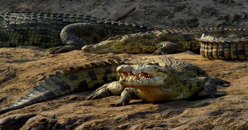 Crocodiles du Nil / Rivière Grumeti, Parc National du Serengeti, Tanzanie