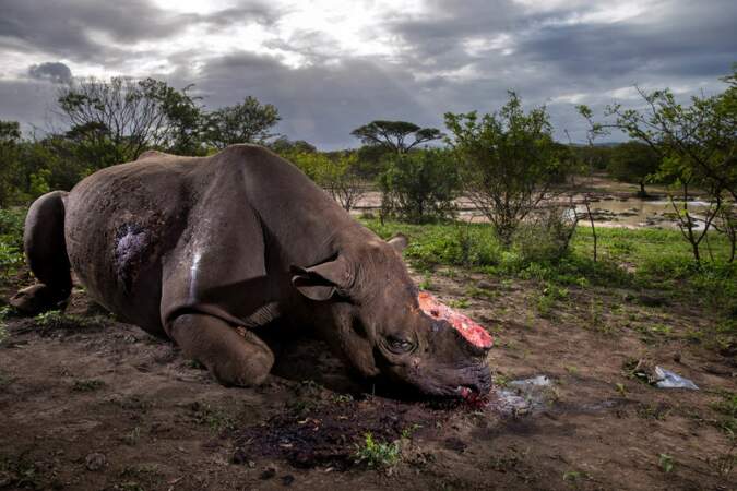 "Guerre des rhinocéros" - Nature, 1er prix (catégorie Série)
