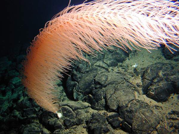 Espèce hawaïenne de gorgone (corail) appelée Rhodaniridogorgia