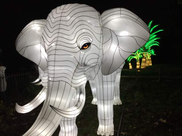  L'éléphant, autre espèce en voie d'illumination