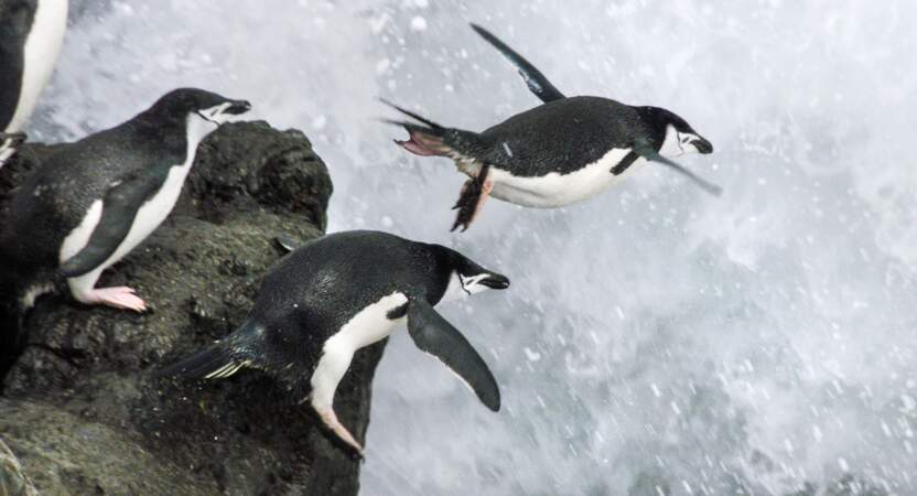 Manchots à jugulaire de l'île Zavodovski, en Antarctique