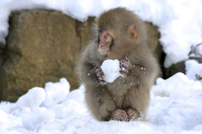 "Si tu embêtes trop le macaque, à la boule de neige il t'attaque", proverbe japonais