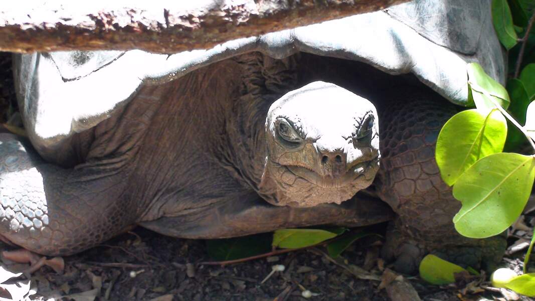 Les tortues géantes des Seychelles