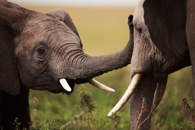 Un jeune éléphant avec sa mère