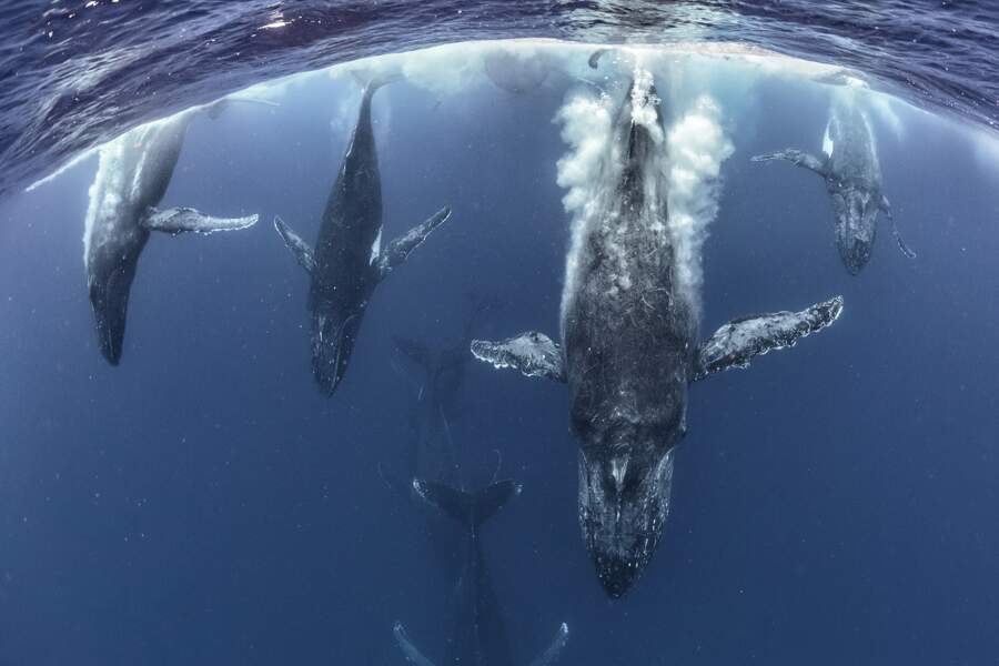 Ballet aquatique de baleines à bosse / Vava’u – Tonga, Pacifique sud