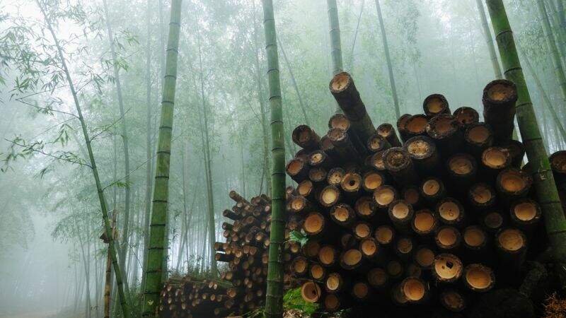 Privilégier le bambou