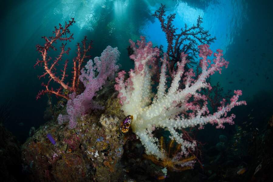 Récif corallien dans la baie de Triton, Papouasie occidentale, Indonésie