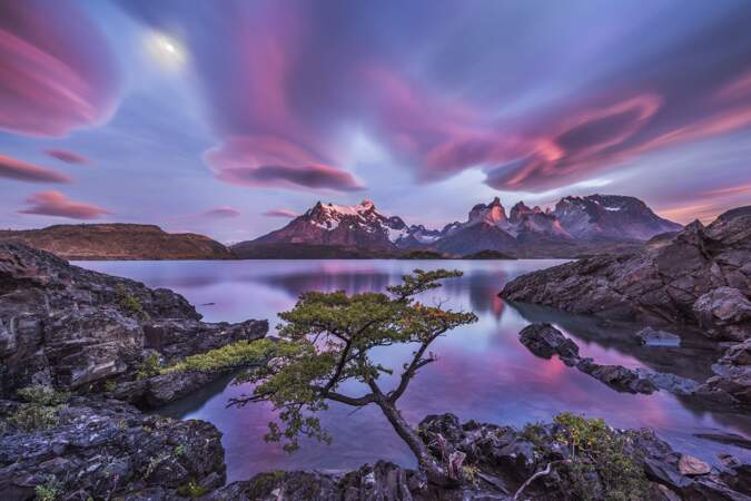 Rêves roses / Patagonie, Chili