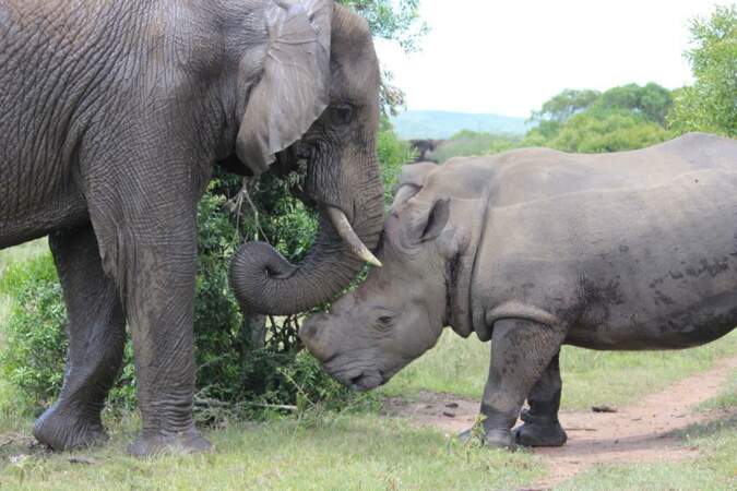 Rencontre entre un rhinocéros et un éléphant