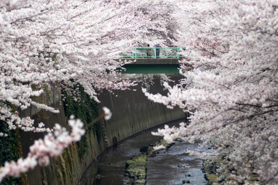 Le cerisier du Japon