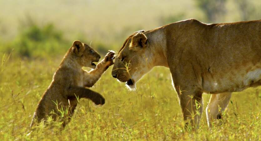 Lions / Masai Mara, Kenya