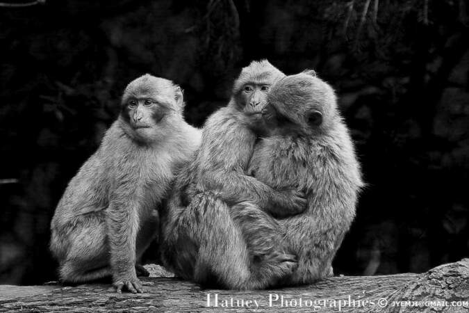 Parc animalier de la Montagne des singes, à Kintzheim en Alsace