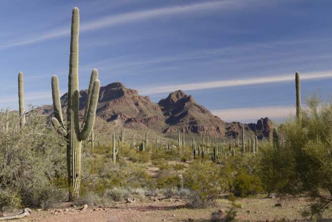 Cactus d’Arizona