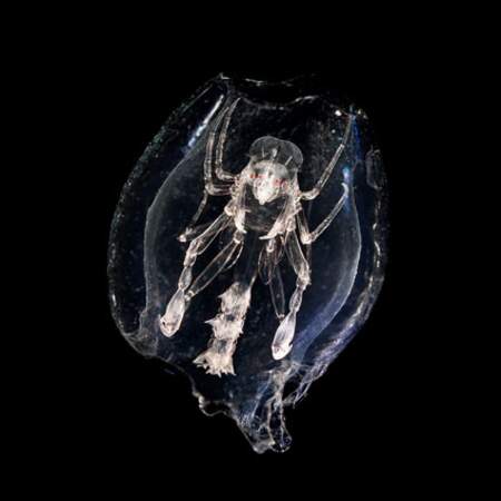 Amphipode aux allures d'alien