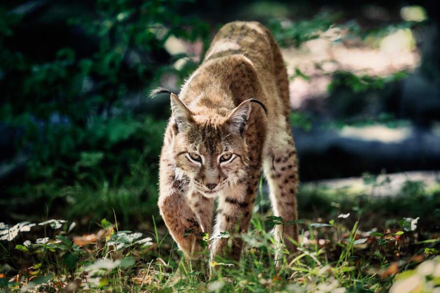 Lynx des Vosges, SOS disparition