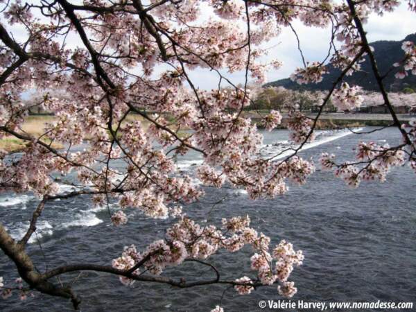 Cerisiers à Arashiyama, Kyoto