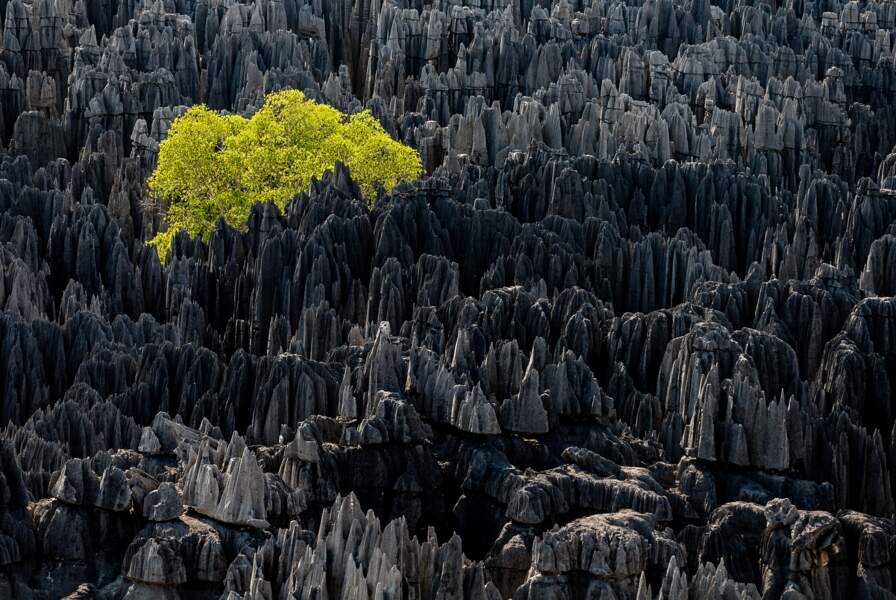 Tsingy de Bemaraha, région de Morondava, Madagascar