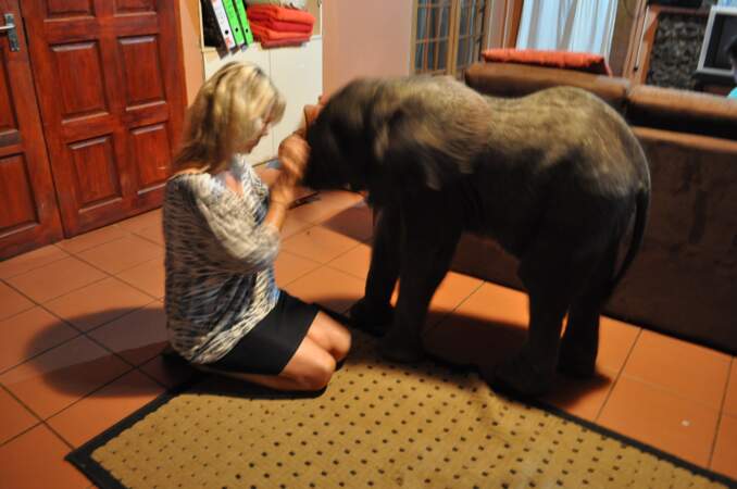 Un éléphant dans la cuisine... et le salon