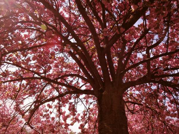 Cerisier en fleurs dans le parc de Sceaux