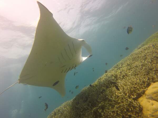 9e spot : Manta Ray Night Dive à Hawaï