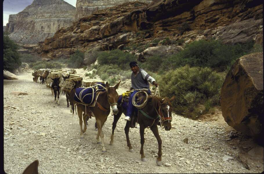 7 - Dans le Grand Canyon, on distribue encore le courrier à dos de mules