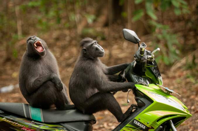 Macaques noirs en goguette (réserve de Tangkoko, Sulawesi, Indonesia)