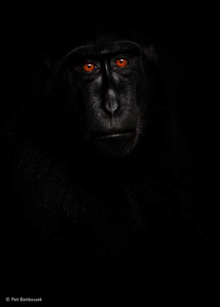 Finaliste : Macaque nègre (Macaca nigra) / Sulawesi, Indonésie