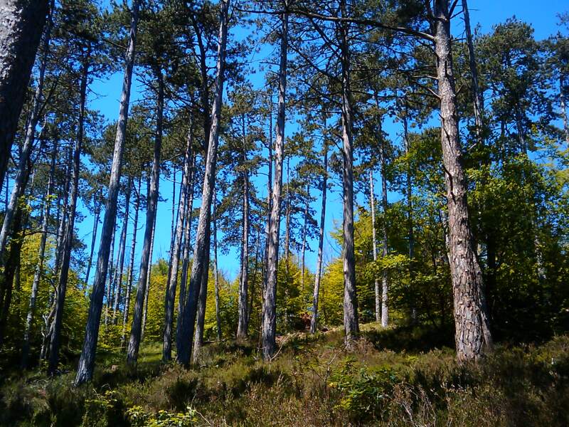 Parcourir la forêt de Fontainebleau