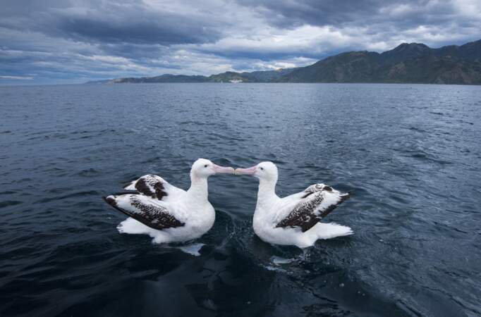 Les albatros hurleurs 
