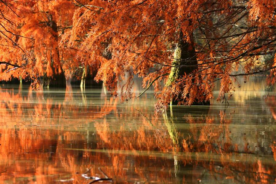 Cyprès chauves près de l'étang de Boulieu (Isère) - 1er prix de l'édition "Paysages d'automne"