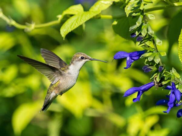 Le colibri 