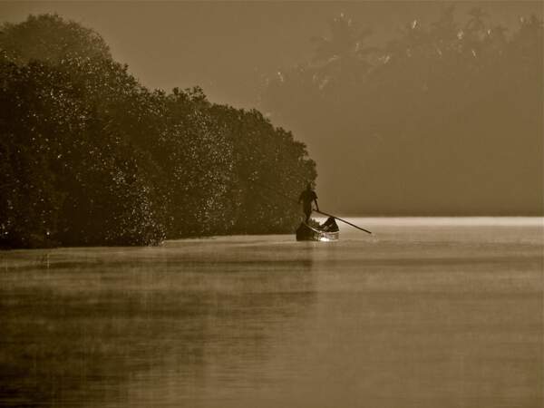 Naviguer à travers la mangrove 