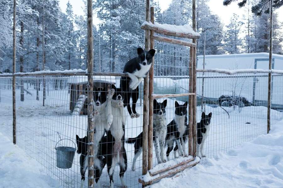 De jeunes huskies escaladent leur enclos alors que Tinja passe à proximité