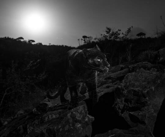 Léopard noir sous la pleine lune 