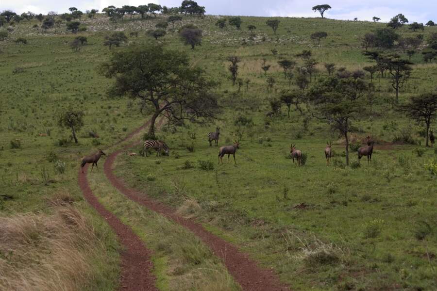 Un safari dans le parc de l'Akagera